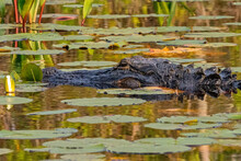 Alligator Amid Water Lilies, Okefenokee Swamp, Georgia, USA