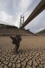 Dry Cracked Earth And Tree Stump Below Bridge, Leon, Leon Province, Spain