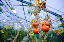 Tomatoes In Greenhouse,â€ Hveragerdi, Iceland
