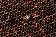 A Queen Bee Walks In A Beehive Filled With Honey And Pollen In An Apiary Of Puremiel Beekeepers In Los Alcornocales Natural Park, Cadiz Province, Andalusia, Spain