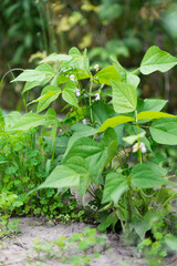 Canvas Print - Beautiful flowers of Runner Bean Plant (Phaseolus coccineus) growing in the garden	