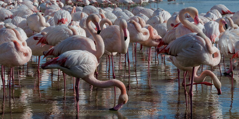 Canvas Print - flamant rose - phoenicopterus roseus