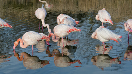 Canvas Print - flamant rose, phoenicopterus roseus