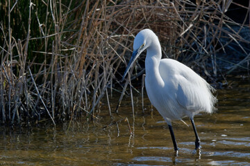 Poster - aigrette garzette
