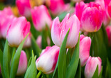 Fototapeta Tulipany - beautiful first spring flowers, pink tulips with water drops