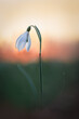 Galanthus or Snowdrop are the delicate flowers, among the first to blossom in the spring. Often even through snow.  Usually growing in wet forest and sunny parts close to water.