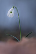 Galanthus or Snowdrop are the delicate flowers, among the first to blossom in the spring. Often even through snow.  Usually growing in wet forest and sunny parts close to water.