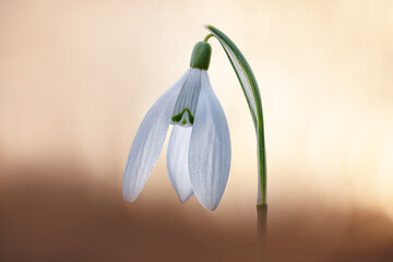 Wall Mural - Galanthus or Snowdrop are the delicate flowers, among the first to blossom in the spring. Often even through snow.  Usually growing in wet forest and sunny parts close to water.