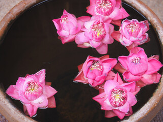 Wall Mural - pink lotus floating on water in the jar.