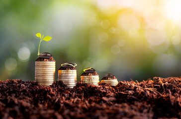 Coins and plant on stack of coins for finance and banking, money saving idea and growing finances