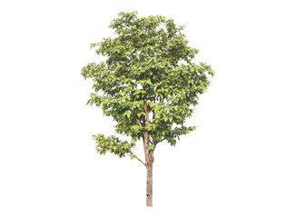 Wall Mural - green tree isolated on transparent background with clipping path, single tree with clipping path and