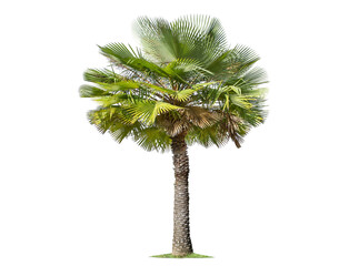 Wall Mural - green palm tree isolated on transparent background with clipping path, single palm tree with clippin