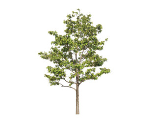 Wall Mural - green tree isolated on transparent background with clipping path, single tree with clipping path and