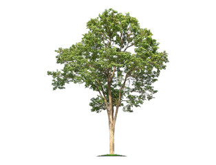 Wall Mural - green tree isolated on transparent background with clipping path, single tree with clipping path and