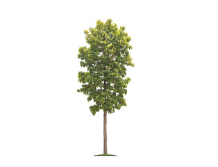 Wall Mural - green tree isolated on transparent background with clipping path, single tree with clipping path and