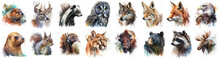 North America Animals Set Painted With Watercolors On A White Background In Realistic Manner. Created By AI