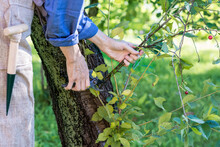 Worker Is Pruning Plant Branches, Gardener Is Thinning Cherry Tree Branches, Horticulture Concept