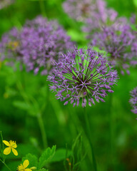 Wall Mural - Closeup of purple Allium Violet Beauty blossom in a public garden