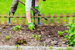 Mature woman hand taking out weeds plants from earth in garden