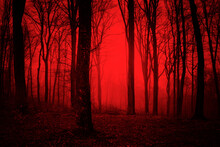 Dark Scary Forest At Night, Surreal Horror Woods