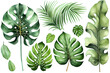 © ckybe - Exotic plants, palm leaves, monstera on an isolated white background, watercolor illustration. Trendy botanic illustration. Generative Ai.