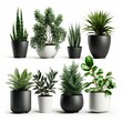 Vector set houseplant in pot, realistic front view. 3D Illustration green of indoor plant isolated on a white background. Generative AI