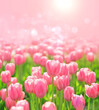 beautiful pink Tulips flowers in garden, natural abstract blurred background. Gentle floral artistic nature image. spring season concept. template for design. copy space