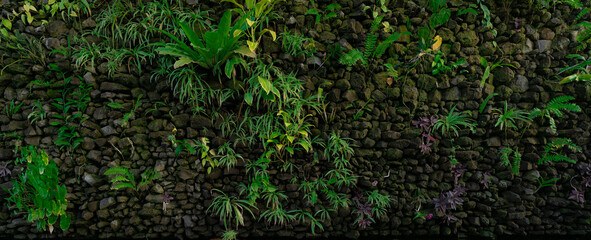 Wall Mural - Green eco wall concept. Green ornamental plant on stone wall background. Sustainable building. Close to nature. Exterior architecture for decorative garden. Eco-friendly building. Clean environment.