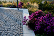 autumn flowerbed with perennials and grasses in a square with black stone cobblestone tiles, granite curbs autumn purple white and yellow asters and ornamental grasses with sage in city park, terrace