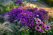 Autumn Flowerbed With Perennials And Grasses In A Square With Black Stone Cobblestone Tiles, Granite Curbs Autumn Purple White And Yellow Asters And Ornamental Grasses With Sage In City Park, Terrace