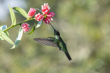 Wall Mural - Blue hummingbird Violet Sabrewing flying next to beautiful red flower. Tinny bird fly in jungle. Wildlife in tropic Costa Rica. Two bird sucking nectar from bloom in the forest. Bird behaviour