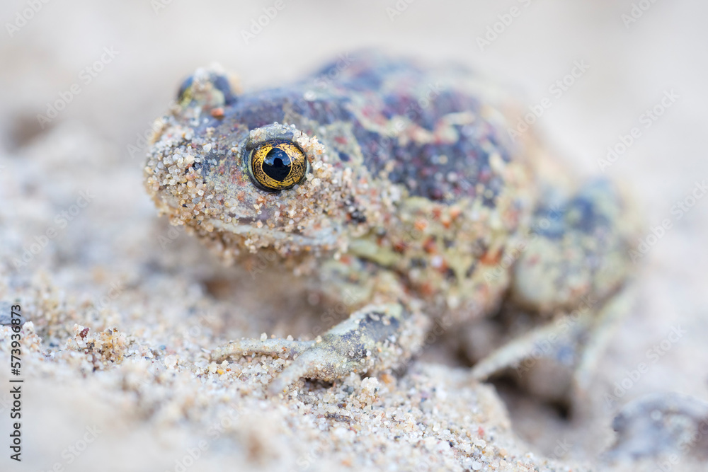 Captive bred toad being reintroduced in the wild Stock Photo | Adobe Stock