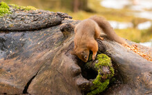 Red Squirrel On A Log Looking For A Nut