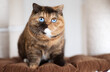 LUXUS Britisch Kurzhaar Odd und blue eyes Kitten Katzen kuscheln