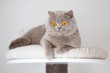 Britisch Kurzhaar Kitten Katzen imposant und edel
