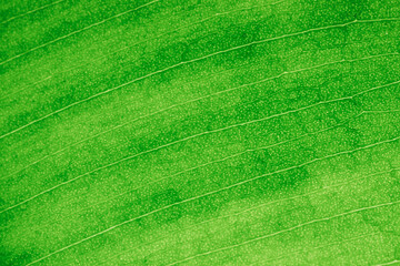 Green leaf macro in backlight. Ficus leaf macro shot. Structure of a green ficus leaf..Background texture green leaf structure macro photography