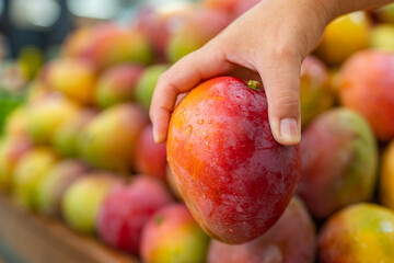 horizontal photo of a mango in a greengrocery  held by a hand, fresh fruit, horizontal photo copy space