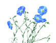 Beautiful blue wildflowers. Flax flowers and seed capsules isolated on transparent background. Linum usitatissimum (common flax or linseed).