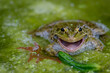 Smiling Frog in water. One common frog with open mouth in vegetated areas. Pelophylax lessonae.