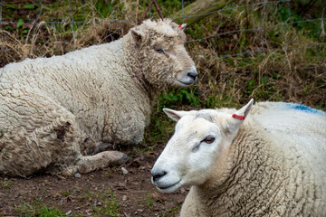 Wall Mural - portrait of two woolly sheep with pretty faces