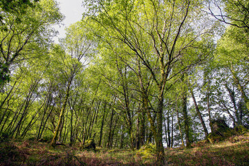 Canvas Print - Geres green woods during spring