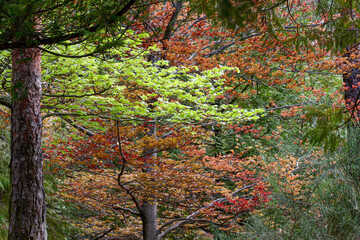 Canvas Print - Geres colorful woods during spring