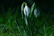 © Lancan - Przebiśnieg śnieżyczka (Galanthus nivalis) pośród trawy, wieczorową porą. Płytka głębia ostrości