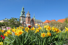 Wawel Castle And Daffodil Flowers In Krakow, Poland During Spring.