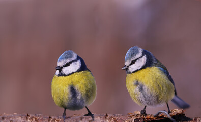 Wall Mural - Two blue tits stand on a branch and look in one direction....