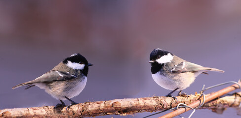 Wall Mural - Two Coal tits are sitting on a branch opposite each other....