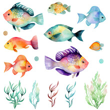 Watercolor Fishes Set . Flame Angelfish, Copperband Butterflyfish, Purple Mask Angelfish, Zebra Angelfish, Blue Tang, Betta Splendens, Lion, Yellow Tang, Mandarine, Trigger, Red Discus