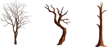 Tree With Naked Branches, Dry Wood Without Leaves. Tree Without Leaves Illustration. Naked Tree Set. 