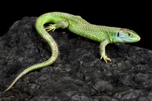 Western Green Lizard (Lacerta Bilineata)