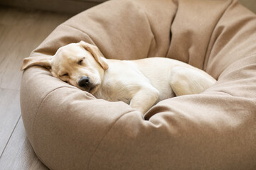 A cute yellow labrador puppy sleeps on a dog bed with one ear dangling.